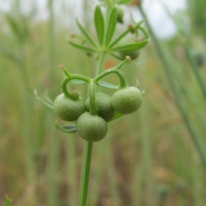 Photographie n°33841 du taxon Galium tricornutum Dandy [1957]