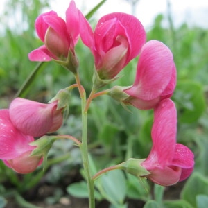 Photographie n°33844 du taxon Lathyrus tuberosus L. [1753]