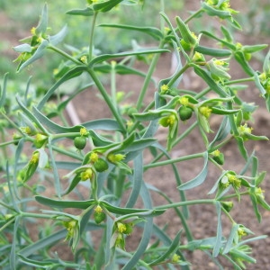 Photographie n°33845 du taxon Euphorbia exigua L. [1753]