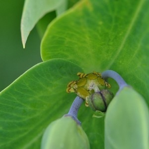 Photographie n°33873 du taxon Euphorbia lathyris L. [1753]