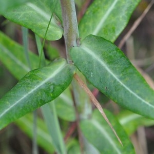 Photographie n°33874 du taxon Euphorbia lathyris L. [1753]