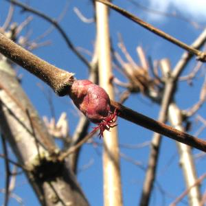 Photographie n°34201 du taxon Corylus avellana L. [1753]