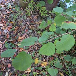 Photographie n°34210 du taxon Corylus avellana L. [1753]