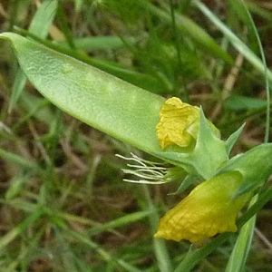 Photographie n°34220 du taxon Lathyrus annuus L. [1753]