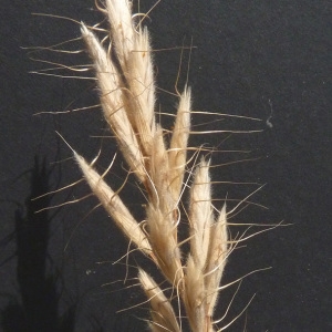  - Bromus lanceolatus Roth [1797]