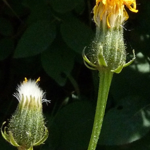 Photographie n°34251 du taxon Crepis biennis L. [1753]