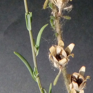 Photographie n°34260 du taxon Linaria simplex (Willd.) DC. [1805]