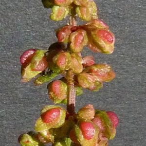 Photographie n°34264 du taxon Rumex conglomeratus Murray [1770]