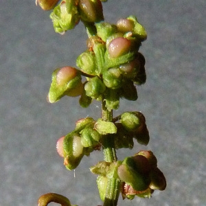 Photographie n°34265 du taxon Rumex conglomeratus Murray [1770]