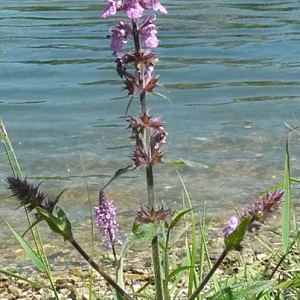 Photographie n°34269 du taxon Stachys palustris L.