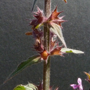 Photographie n°34270 du taxon Stachys palustris L.