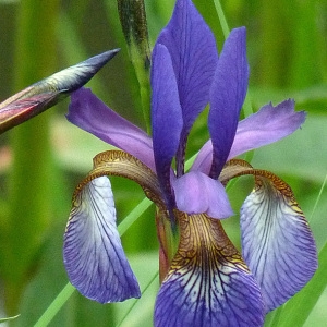  - Iris versicolor L. [1753]