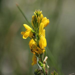 Photographie n°34280 du taxon Genista tinctoria L. [1753]