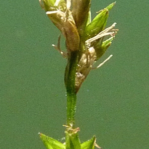 Carex remota L. (Laiche à épis espacés)