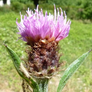 Photographie n°34293 du taxon Centaurea jacea subsp. nigra (L.) Bonnier & Layens [1894]