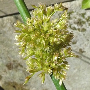 Photographie n°34294 du taxon Juncus effusus L. [1753]