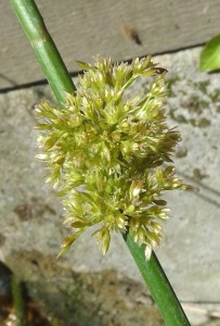 Bertrand BUI, le 25 mai 2011 (Paris (Bois de Vincennes))