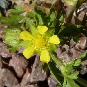 Photographie n°34300 du taxon Potentilla supina L. [1753]