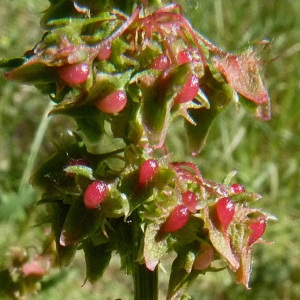 Photographie n°34309 du taxon Rumex obtusifolius L. [1753]