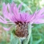  Bertrand BUI - Centaurea jacea subsp. jacea