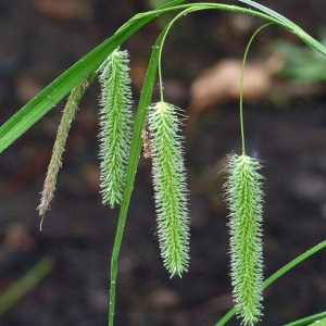 Trasus brachystachys Gray (Laiche faux souchet)