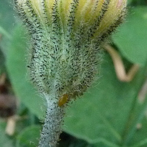 Photographie n°34316 du taxon Hieracium pilosella L. [1753]