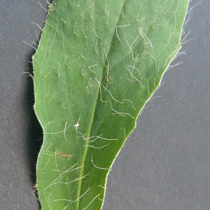 Photographie n°34317 du taxon Hieracium pilosella L. [1753]
