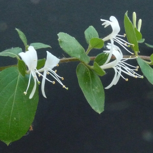 Photographie n°34320 du taxon Lonicera japonica Thunb. [1784]