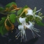  Bertrand BUI - Lonicera japonica Thunb. [1784]