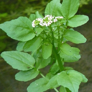 Photographie n°34323 du taxon Nasturtium officinale R.Br. [1812]