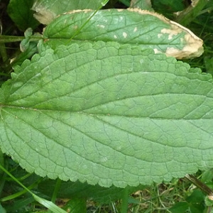 Photographie n°34324 du taxon Scrophularia auriculata L. [1753]