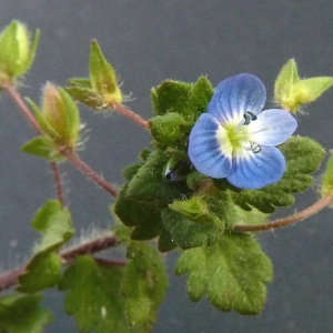 Photographie n°34330 du taxon Veronica polita Fr. [1819]