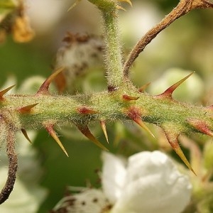 Photographie n°34331 du taxon Rubus praecox Bertol. [1842]