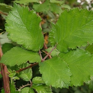 Photographie n°34332 du taxon Rubus praecox Bertol. [1842]