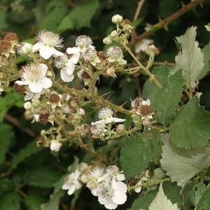 Photographie n°34334 du taxon Rubus praecox Bertol. [1842]