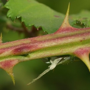 Photographie n°34338 du taxon Rubus praecox Bertol. [1842]