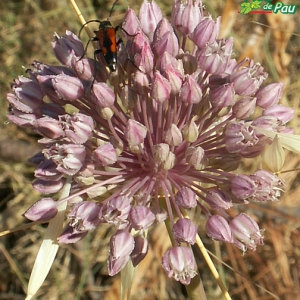 Photographie n°34342 du taxon Allium ampeloprasum L. [1753]