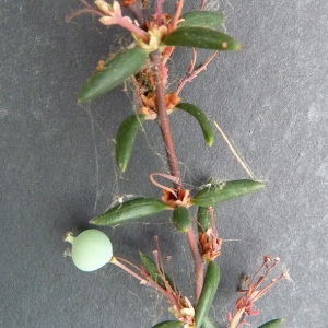 Photographie n°34346 du taxon Berberis x stenophylla Lindl. [1864]