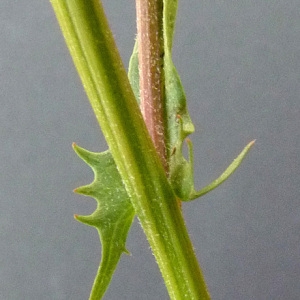 Photographie n°34350 du taxon Crepis capillaris (L.) Wallr. [1840]