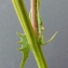  Bertrand BUI - Crepis capillaris (L.) Wallr. [1840]