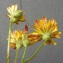  Bertrand BUI - Crepis capillaris (L.) Wallr. [1840]