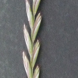 Photographie n°34354 du taxon Elytrigia repens (L.) Desv. ex Nevski [1934]