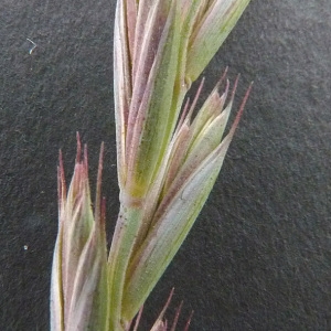 Photographie n°34355 du taxon Elytrigia repens (L.) Desv. ex Nevski [1934]
