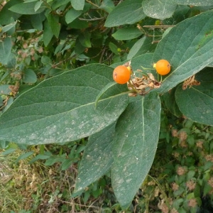  - Lonicera tatarica L. [1753]