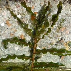 Potamogeton crenulatus D.Don (Potamot à feuilles crépues)