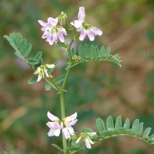 Photographie n°34368 du taxon Securigera varia (L.) Lassen [1989]