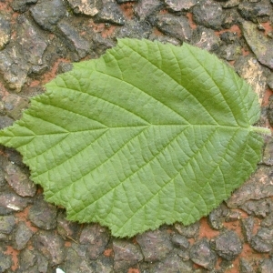 Photographie n°34376 du taxon Corylus avellana L. [1753]