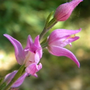 Photographie n°34379 du taxon Cephalanthera rubra (L.) Rich. [1817]