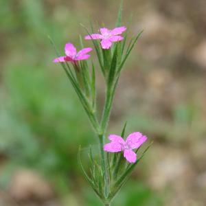 Photographie n°34381 du taxon Dianthus armeria L. [1753]