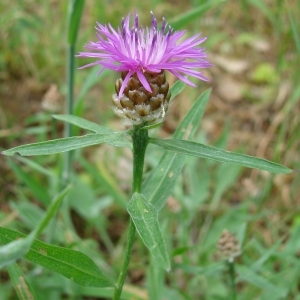 Photographie n°34383 du taxon Centaurea jacea L. [1753]